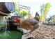 A chicken perched next to a stone water feature in a natural and serene setting at 15714 Turkey Farm Rd, Minneola, FL 34715