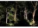 Night view of the lush community landscaping featuring mature trees and vibrant ferns at 320 Remington Dr, Oviedo, FL 32765