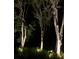 Trees at night are beautifully lit with landscape lighting creating a serene and inviting atmosphere at 320 Remington Dr, Oviedo, FL 32765