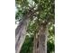 Looking up at mature trees with Spanish moss and dense canopy, creating a serene natural setting at 1140 S Orlando Ave # E-1, Maitland, FL 32751