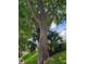 Lush green lawn with mature trees and palm bushes along the side of the home at 1140 S Orlando Ave # E-1, Maitland, FL 32751