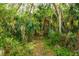 Leafy path that weaves through a vibrant, natural Florida landscape, full of trees and lush vegetation at 132 Rosa Bella Vw, Debary, FL 32713