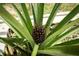Yard features a home-grown pineapple in the garden at 854 Escabar Dr, Altamonte Springs, FL 32714