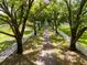 Long driveway framed by mature trees and white fencing leading to a serene estate at 11200 Lane Park Rd, Tavares, FL 32778