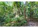 Lush backyard with mature trees and abundant greenery offers privacy and a natural setting at 102 Wild Plum Ln, Longwood, FL 32779