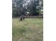 Expansive backyard featuring a large green lawn and mature trees at 2207 Virginia Ave, Eustis, FL 32726