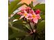 Close-up of vibrant plumeria flowers with lush green leaves, adding a touch of tropical beauty at 320 Mary Jess Rd, Orlando, FL 32839