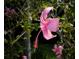 Lovely pink hibiscus flower in full bloom, adding a splash of color and charm at 320 Mary Jess Rd, Orlando, FL 32839