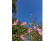 Vibrant pink hibiscus flowers against a clear blue sky, creating a cheerful and inviting view at 320 Mary Jess Rd, Orlando, FL 32839