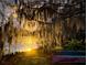 Picturesque lake view showcasing Spanish moss, lush foliage, and a serene waterfront atmosphere at 320 Mary Jess Rd, Orlando, FL 32839