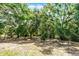 Mature trees add to the backyard, creating privacy and beauty at 485 Sandpiper Ridge Dr, Orlando, FL 32835