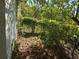 View of the overgrown side yard, featuring dense vines covering the fence at 2507 Lafayette Ave, Winter Park, FL 32789