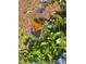 Orange butterfly lands on plumbago flowers at 6037 Lake Erie Rd, Groveland, FL 34736
