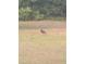 A turkey walks through a serene backyard landscape, highlighting the natural beauty of the property at 6037 Lake Erie Rd, Groveland, FL 34736