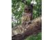 A barred owl perched on a tree branch, blending with the natural surroundings at 6037 Lake Erie Rd, Groveland, FL 34736