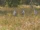 Three sandhill cranes walking in a field at 6037 Lake Erie Rd, Groveland, FL 34736