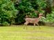 A beautiful buck wanders across the property's yard, near flowering shrubs at 6037 Lake Erie Rd, Groveland, FL 34736