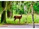 Graceful deer standing in the grassy forest in a rural area at 6037 Lake Erie Rd, Groveland, FL 34736