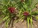 Burgundy daylilies blooming in a sunny garden, enhancing the property's curb appeal at 6037 Lake Erie Rd, Groveland, FL 34736