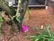 Lush garden featuring blooming orchids and tropical foliage, showcasing the beauty of the outdoor space at 6037 Lake Erie Rd, Groveland, FL 34736