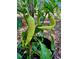 Close-up of a pepper plant showing off ripe fruit, ready to harvest and enjoy fresh from the garden at 6037 Lake Erie Rd, Groveland, FL 34736