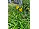 Close-up of lush green landscaping with vibrant yellow daylilies in a well-maintained yard at 6037 Lake Erie Rd, Groveland, FL 34736