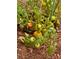 Fresh tomatoes growing in a garden, showing a variety of ripe and unripe fruit ready for harvesting at 6037 Lake Erie Rd, Groveland, FL 34736