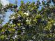 Magnolia tree with glossy green leaves and white blossoms against a blue sky, adding natural elegance at 6037 Lake Erie Rd, Groveland, FL 34736