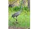 Sandhill crane in the lush green vegetation at 6037 Lake Erie Rd, Groveland, FL 34736