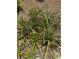 Lush yard featuring vibrant pineapple plants at 6037 Lake Erie Rd, Groveland, FL 34736