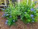 Eye-catching plumbago bush at 6037 Lake Erie Rd, Groveland, FL 34736