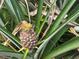 Close up of a small pineapple at 6037 Lake Erie Rd, Groveland, FL 34736