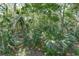 The view through the screened porch looking out into a very lush backyard at 558 Pinebranch Cir, Winter Springs, FL 32708