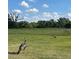 A turkey stands near the grassy pastureland on the property at 3650 Lake Tohopekaliga Rd, St Cloud, FL 34772