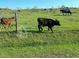 Picturesque pasture with a herd of cattle grazing peacefully on a sunny day at 3650 Lake Tohopekaliga Rd, St Cloud, FL 34772