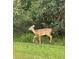 Whitetail deer gracefully walking through lush green vegetation and foliage at 3650 Lake Tohopekaliga Rd, St Cloud, FL 34772