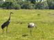 Two sandhill cranes foraging in the grassy pasture of the property at 3650 Lake Tohopekaliga Rd, St Cloud, FL 34772