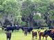 Cattle grazing peacefully in a lush green pasture under mature trees at 3650 Lake Tohopekaliga Rd, St Cloud, FL 34772