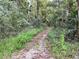 Wooded walking trail with lush vegetation. This trail offers a peaceful outdoor experience at 3067 Ne 102Nd Avenue Rd, Silver Springs, FL 34488