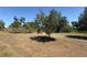 Expansive yard with mature trees and an access road, providing a serene and natural setting at 361 Tulip Trl, Casselberry, FL 32707