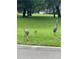 Lush green neighborhood yard where Sandhill cranes are eating at 3609 Azurite Ct, Deland, FL 32724