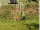 Sandhill cranes in the backyard, near the water, on a lovely property at 228 Deleon Rd, Debary, FL 32713