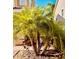 Close up of a palm tree with a driveway and home in the background at 6863 Tussilago Way, Orlando, FL 32822