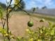 Close-up of a young lime tree with green fruit growing in a sunny yard at 241 Churchill Ct, Kissimmee, FL 34758