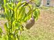 Close-up of a mango growing on a tree, highlighting the tropical foliage at 241 Churchill Ct, Kissimmee, FL 34758