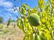 Close-up of a single, nearly ripe mango on a tree branch in natural sunlight at 241 Churchill Ct, Kissimmee, FL 34758