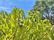 Lush mango tree with developing fruit, under a bright blue sky at 241 Churchill Ct, Kissimmee, FL 34758