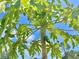 Looking up at a healthy papaya tree with developing fruit and lush green leaves at 241 Churchill Ct, Kissimmee, FL 34758