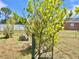 Backyard view of a newly planted citrus tree and chain link fence at 241 Churchill Ct, Kissimmee, FL 34758