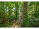 Charming wooden walkway through lush landscaping leading to a beautifully landscaped backyard at 677 Benitawood Ct, Winter Springs, FL 32708